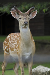 Deer in the wild