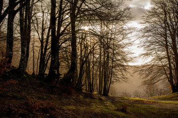 Horizontal View of the Landscape With the Sun Trough the Trees in Backlight in The Italian National Park of the Pollino Before the Sunset With Fog. Basilicata, South of Italy