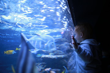 Boy looking at fish in aquarium - obrazy, fototapety, plakaty