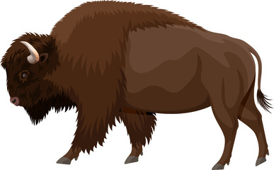 vector brown zubr buffalo bison  - obrazy, fototapety, plakaty