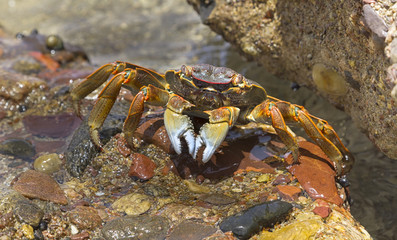 Lined (striped) shore crab on the  beach of Eilat, Israel