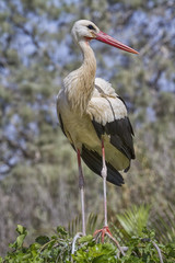 White stork (Ciconia ciconia)