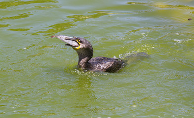 Great cormorant  (Phalacrocorax carbo sinensis)