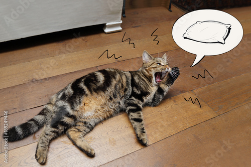 Téléchargement gratuit Images Chat Reclamant Coussin En Miaulant Avec Une Bulle De Dessin le plus cool par