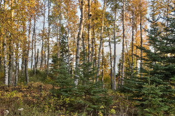 Obraz premium Autumn In Lake Superior National Forest