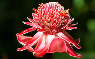 Torch ginger flower, seen in Balata Botanical Gardens near Fort de France, Martinique island.