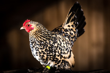 Federfüßiges Zwerghuhn