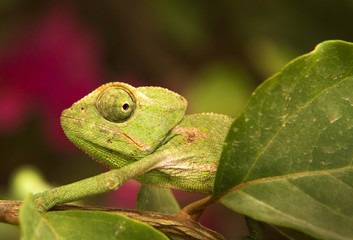 Common Chameleon Close Up
