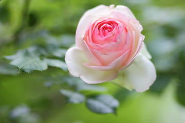 Pink roses, flowers for Valentine's Day, a gift, a bouquet of pink roses on March 8, a female dream, spring flowers in a botanical garden, a romantic card