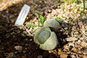 Lapidaria Margaretae succulent planted on the ground, close up shot