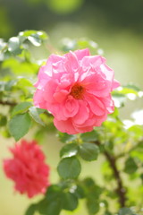 Fototapeta na wymiar Pink roses, flowers for Valentine's Day, a gift, a bouquet of pink roses on March 8, a female dream, spring flowers in a botanical garden, a romantic card