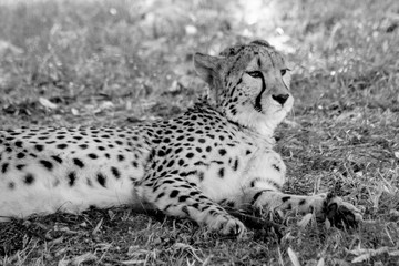 Guepard