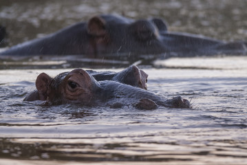 Fototapeta premium Hippopotamus, Kruger National Park