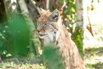 Lynx