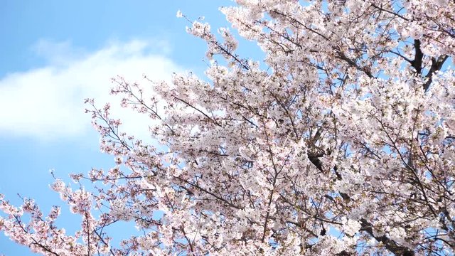 東京の桜　背景用