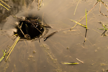 water vortex at a pond