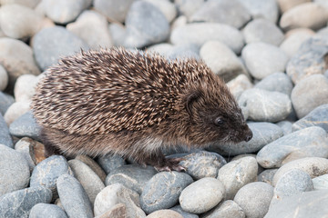 baby European hedgehog walking across pebbles