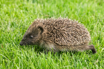 baby hedgehog foraging for food on grass