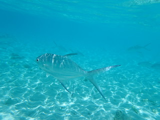 Fototapeta premium Unter Wasser auf den Malediven 