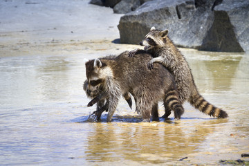Young raccoons are playing with their mother at the beach of  Saint Andrew State Park, Florida