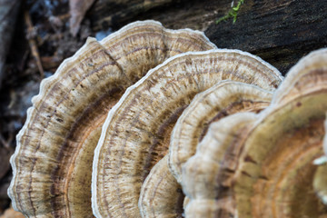 Bracket fungi on an old decayed tree trunk. Polypore macro shot in the forest.