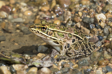 Portrait of Northern Leopard Frog (Lithobates pipiens)