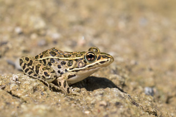 Northern Leopard Frog (Lithobates pipiens) close up