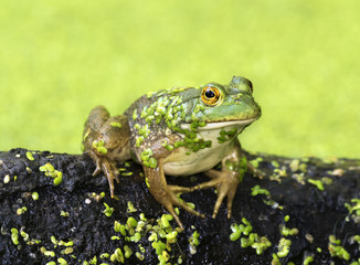 American bullfrog (Lithobates catesbeianus) close up
