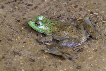  American bullfrog (Lithobates catesbeianus)  in water