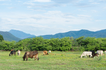 Naklejka premium cows