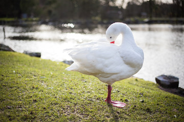 white goose on a green grass