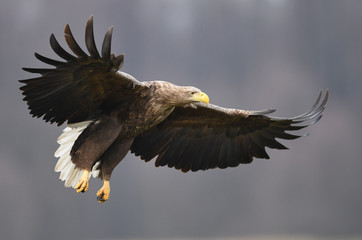 Obraz premium Orzeł bielik (Haliaeetus albicilla)