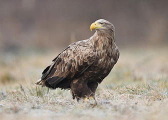 White tailed eagle (Haliaeetus albicilla)