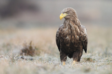 White tailed eagle (Haliaeetus albicilla)