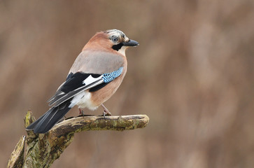 Eurasian Jay (Garrulus glandarius)