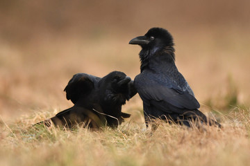 Raven (Corvus corax)