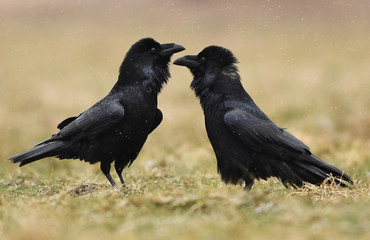 Raven (Corvus corax)