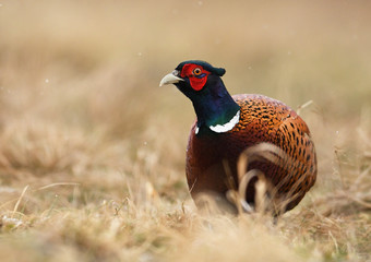 Ringneck Pheasant (Phasianus colchicus)