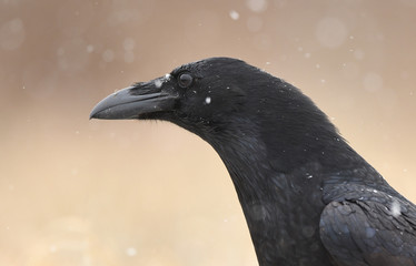 Raven (Corvus corax)