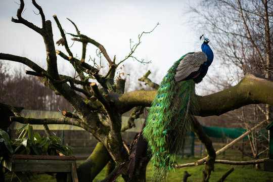 Bright Male Peacock Sitting On A Bench