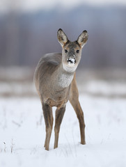 Roe deer (Capreolus capreolus)