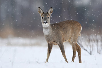 Roe deer (Capreolus capreolus)