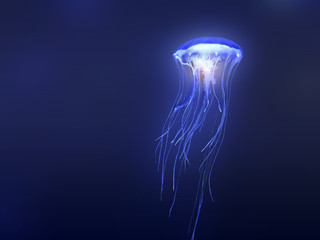 jellyfish - méduse - obrazy, fototapety, plakaty