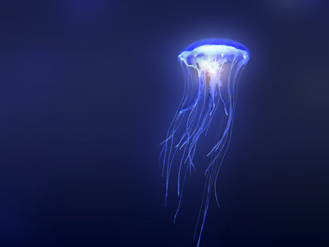 jellyfish - m&eacute;duse
