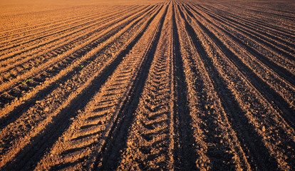 Rows of soil before planting.Furrows row pattern in a plowed field prepared for planting crops in...