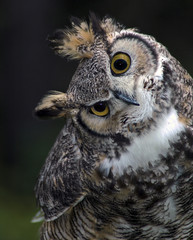 Owl looking askance