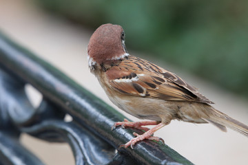 Sparrow holding and find some food on the metal fence not looking the camara