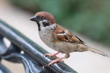 The sparrow loneliness holding on metal fence blurr image not looking at the camera