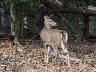 deer doe turning around