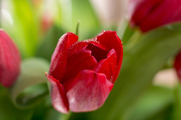 Beautiful fresh red Dutch tulips close up